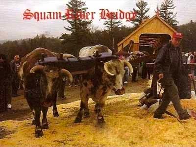 Historical photo of oxen team at Squam River Bridge dedication ceremony with crowd