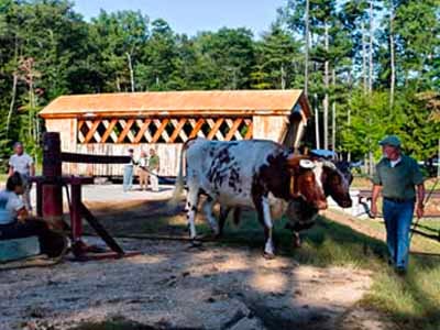 Stoney Morrill covered bridge with oxen and handler in foreground at dedication event